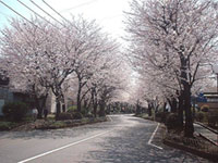 綾西緑地の桜の写真