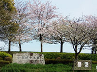 小松川千本桜の写真