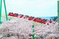 ひらかたパークの桜の写真