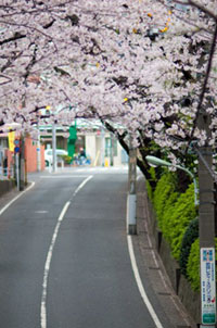 桜坂（大田区）の桜の写真