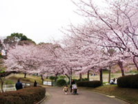 成田ゆめ牧場の桜の写真