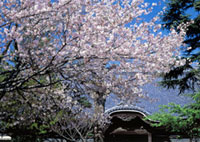 宗吾霊堂の桜の写真