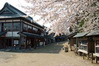 千葉県立房総のむらの桜の写真