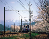 えちぜん鉄道 永平寺口駅前広場の桜の写真