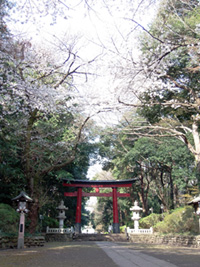 大宮八幡宮の桜の写真