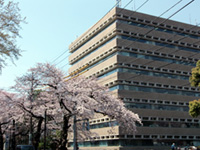 武蔵野市役所通りの桜の写真