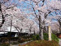 前谷津川緑道の桜の写真