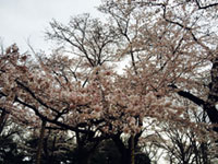 生田緑地の桜の写真