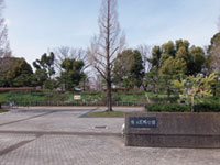 猿江恩賜公園の桜の写真