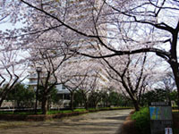 都立大島小松川公園の桜の写真
