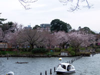 洗足池公園の桜の写真