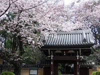 法明寺の桜の写真