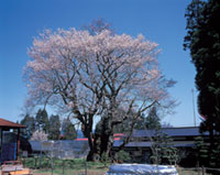 草岡の大明神桜の写真