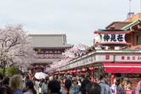 浅草寺の桜の写真