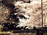 山科疎水の桜の写真