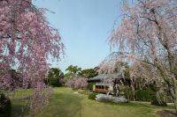 城南宮の桜の写真