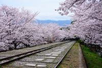 蹴上インクラインの桜の写真