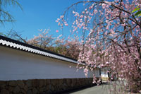 勧修寺の桜の写真