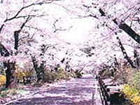 岳温泉 桜坂の桜の写真