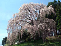 合戦場のしだれ桜の写真