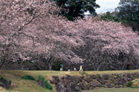 名護屋城跡の桜の写真