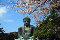 高徳院（鎌倉大仏）の桜の写真