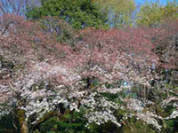 東京都庭園美術館の桜の写真