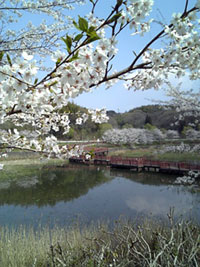 桜台中央公園・桜台調整池（深城池）の桜の写真
