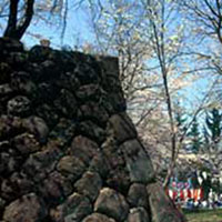 飯山城跡の桜の写真