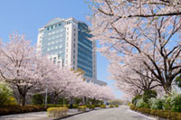 創価大学 八王子キャンパスの桜の写真