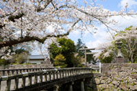 人吉城跡の桜の写真
