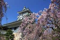 小山城の桜の写真