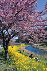 みなみの桜と菜の花畑の桜の写真