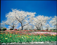 磯山公園の桜の写真