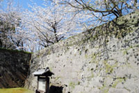 鶴丸城（鹿児島城）の桜の写真
