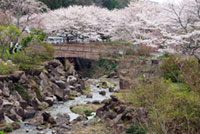 御調八幡宮の桜の写真