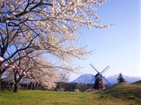 大胡ぐりーんふらわー牧場の桜の写真