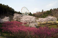 奥山高原の桜の写真