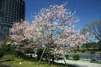国立劇場の桜の写真