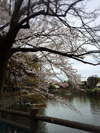 碑文谷公園の桜の写真