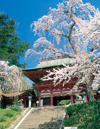 塩竈神社の桜の写真