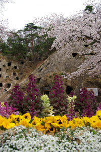 吉見百穴の桜の写真