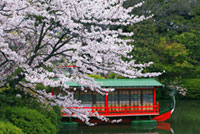 神泉苑の桜の写真