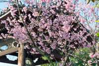 百万遍知恩寺の桜の写真