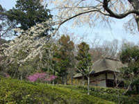 常寂光寺の桜の写真