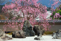 実相院の桜の写真