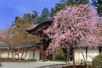 二尊院の桜の写真