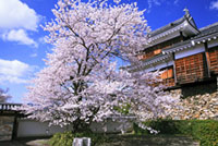 福知山城の桜の写真