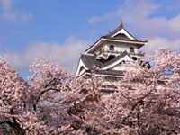 上山城（月岡公園）の桜の写真