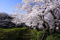 安倍文殊院の桜の写真